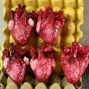 May include: Five realistic anatomical heart models with a glossy, deep red finish and visible blue vein details. These sculpted hearts are arranged inside a yellow molded pulp egg carton, showcasing intricate textures and lifelike biological forms.