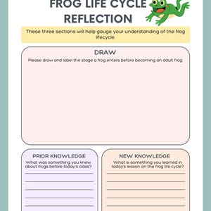 Frog Lifecycle Reflection