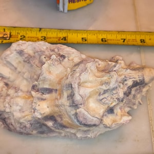 Very Large Oyster Shell