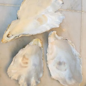 May include: Three large, natural oyster shells with a pearlescent sheen. The shells vary in size and shape, with creamy white and tan hues. The shells are arranged on a light-colored surface.