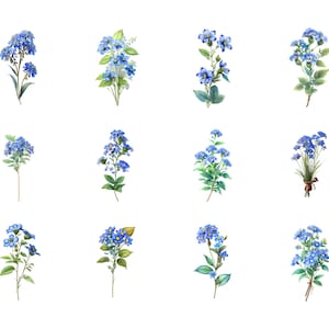 Forget Me Not Clipart for Wedding Invitation Watercolor Premade Clipart Blue Floral Clipart PNG Wedding Clipart Forget me not PNG Blue Cute