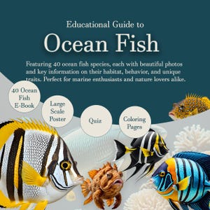 Educational Ocean Fish Guide Bundle: 40 Ocean Fish Book, Quiz & Coloring Booklet, and Large Poster - Perfect for Fish Lovers!