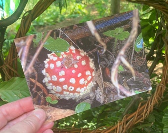 postcard with red toadstool, greeting card with Amanita Muscaria, birthday card with Fly Agaric, anniversary card for naturelover