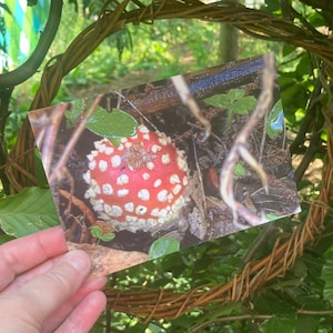 Postkarte mit rotem Fliegenpilz, Glückwunschkarte mit Fliegenpilz, Geburtstagskarte mit Fliegenpilz, Jubiläumskarte für Naturliebhaber
