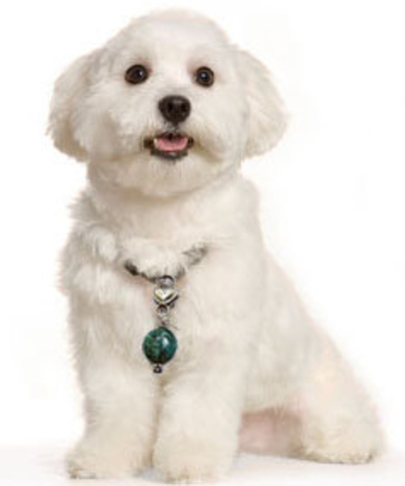 Malachite Healing Dog Collar Charm Pawmulet, dog collar amulet image 3