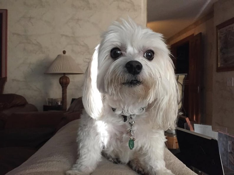 Chasing issues Honey Calcite Pawmulet Pet charm Intestinal and Stomach issues
