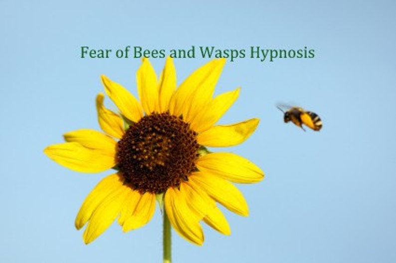 Cure Bee and Wasp Phobia Apiphobia Hypnosis Mp3 Download. Etsy