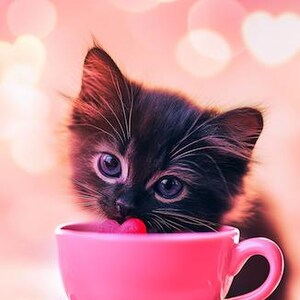 May include: A black kitten with blue eyes peeks over the rim of a pink teacup. The cup is filled with a pink heart-shaped candy. The background is a pink and white blur with hearts.