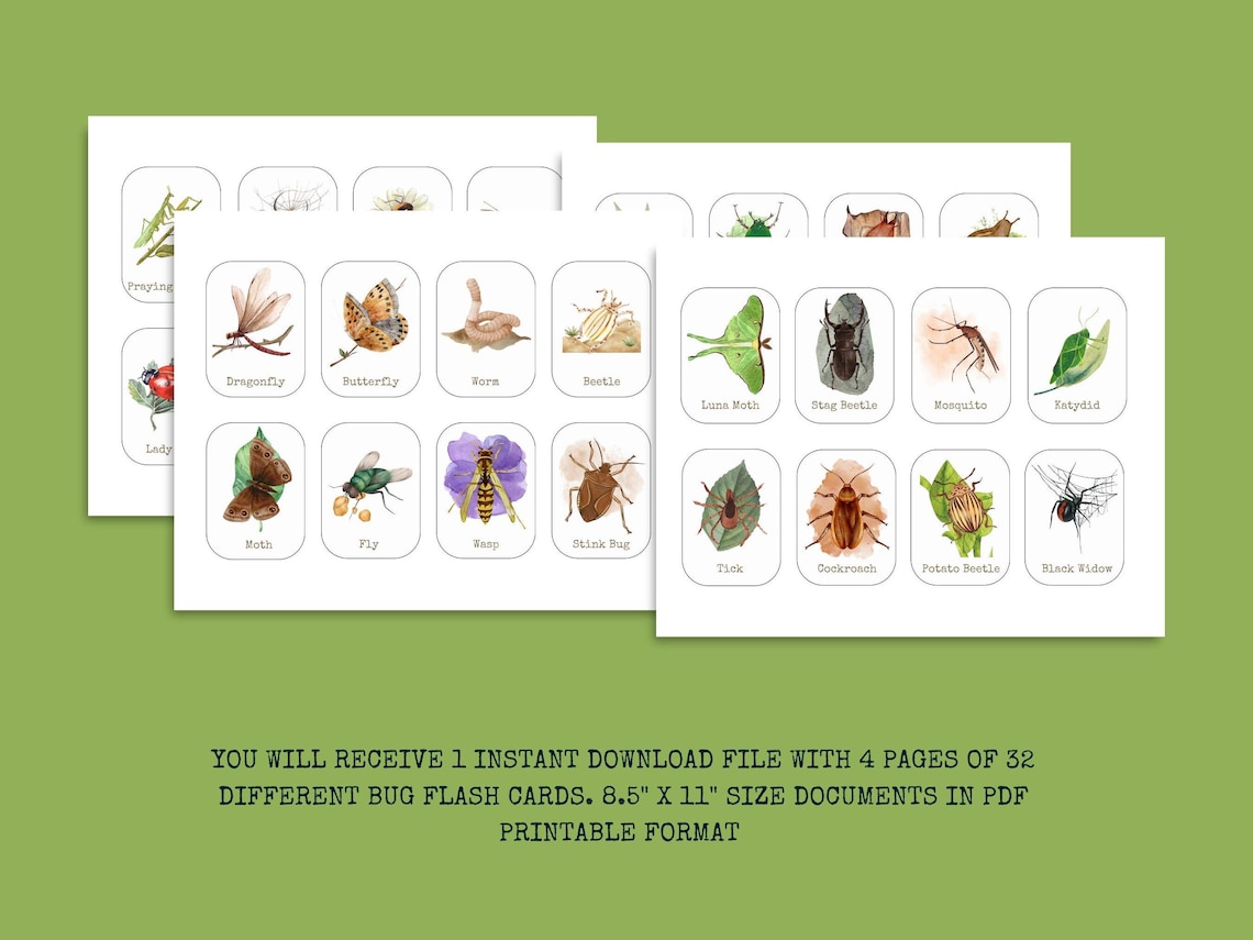 Insect Flash Cards, Montessori Homeschool, Nature Study, Preschool ...