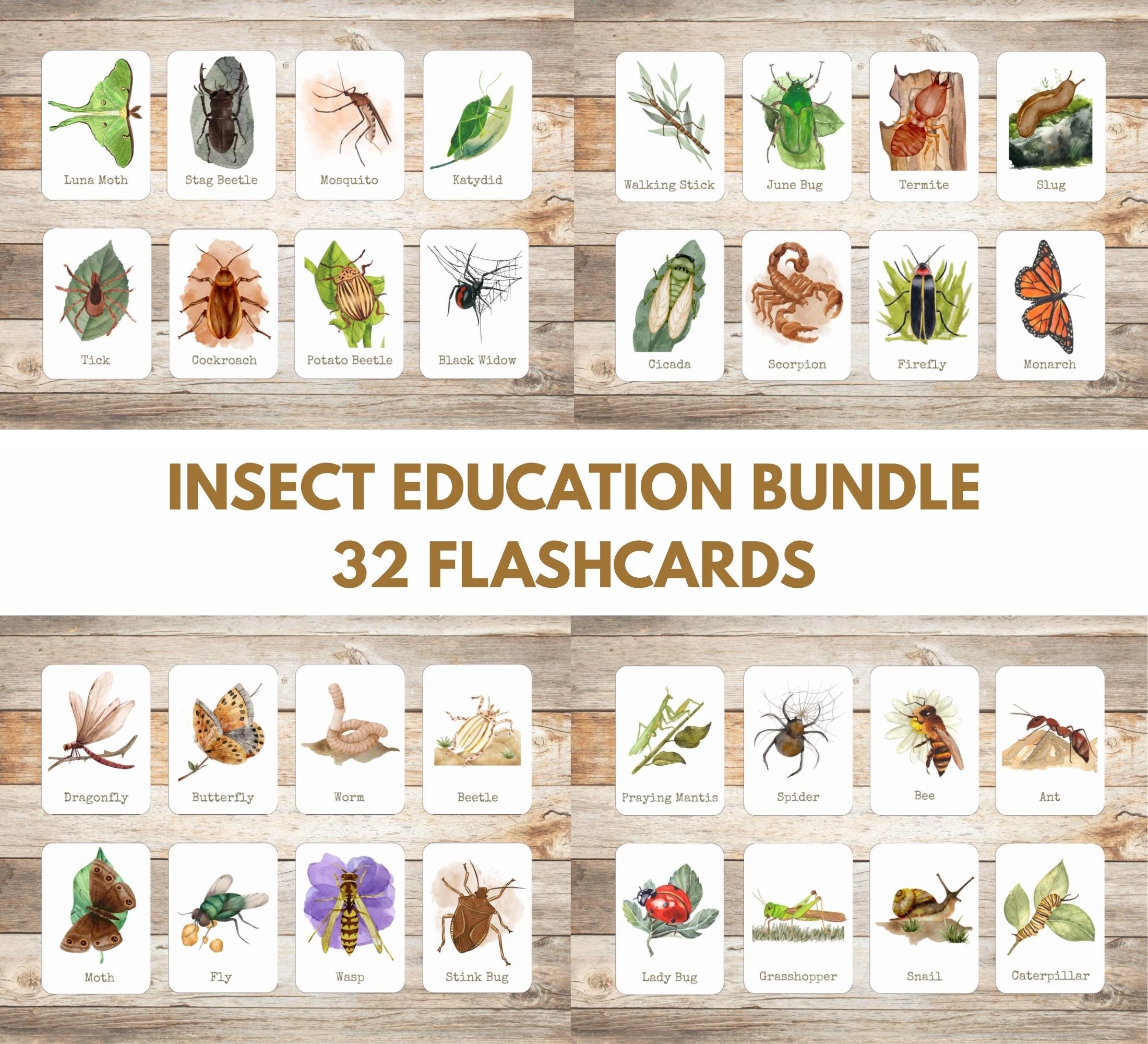Insect Flash Cards, Montessori Homeschool, Nature Study, Preschool ...
