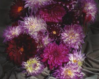 dahlia's voor alma fine art print | stillevenfoto | woondecoratie | 4 x 6 | 8 x 10 | 12 x 16 | 16 x 20