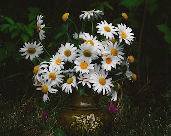een wandeling voor madeliefjes fine-art print | woondecoratie | 4 x 6 | 8 x 10 | 12 x 16 | 16 x 20