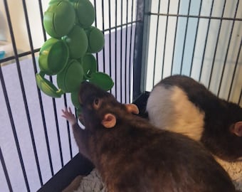 Druivenvoerspeelgoed voor ratten en kleine knaagdieren