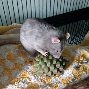 May include: A grey rat is chewing on a green, spiky, plastic toy. The rat is sitting on a yellow and white towel.