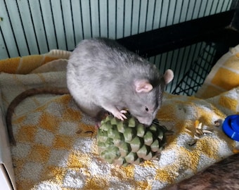 Pinecone Rat & Rodent Treat Forage Roller
