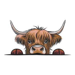 Könnte beinhalten: Eine braune und weiße Highland-Kuh mit langem, struppigem Fell schaut über eine Oberfläche, blickt direkt auf den Betrachter. Die Kuh hat eine rosa Nase und große, dunkle Augen.