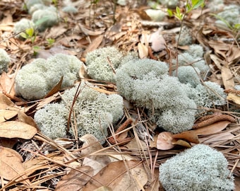 Live Reindeer Moss - Lichen - Cladonia Rangiferina