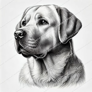 May include: A black and white pencil drawing of a Labrador Retriever dog looking to the left. The dog has a soft, fluffy coat and a gentle expression.