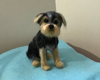 Tan Schnauzer Terrier Mix Tan Schnauzer Yorkie Mix Yorkie