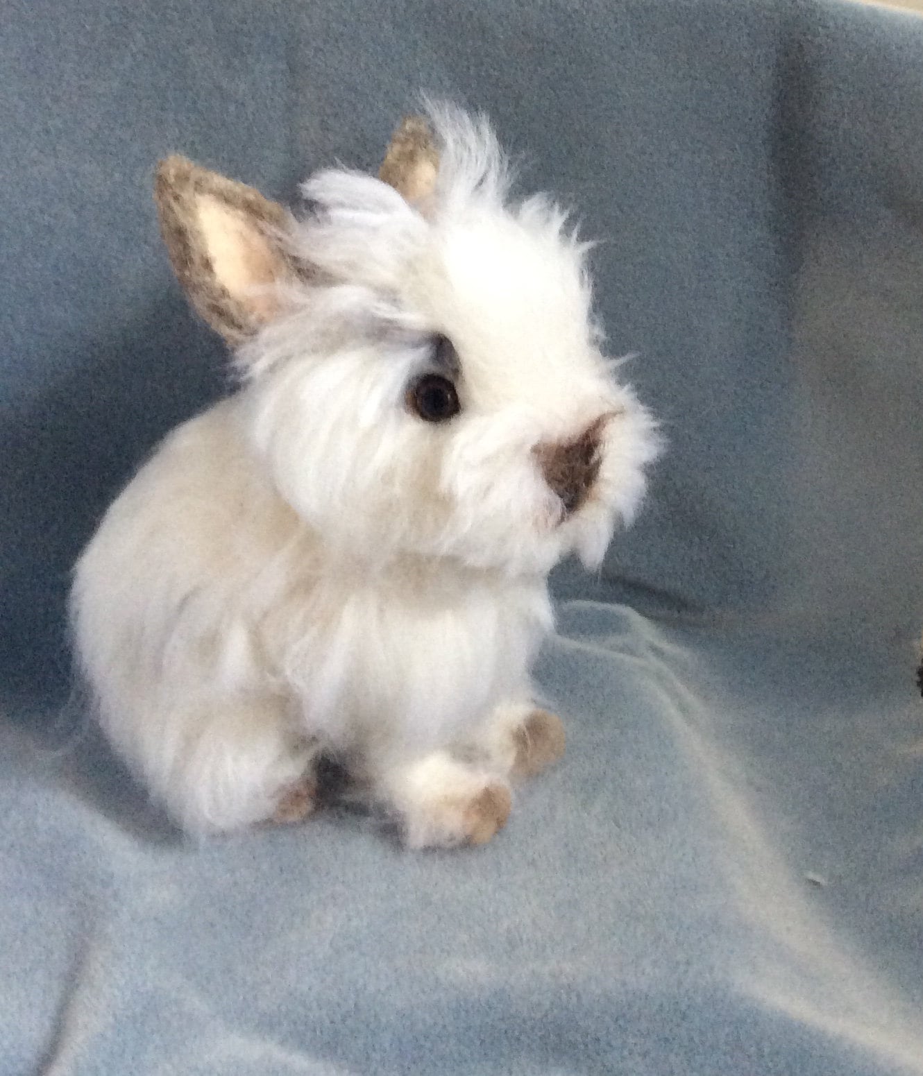 Dwarf Rabbits Lionhead