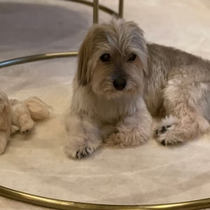 Felted Custom Morkie Maltese Yorkie dog larger size replica