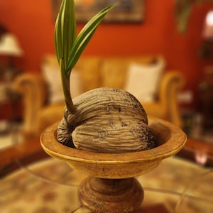 Coconut Tree Sprouted Ready To Plant or Bonsai! FREE Shipping