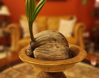 Sprouted Coconut Tree, Ready to Plant or Bonsai