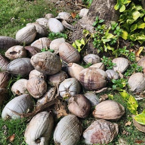 Mature Coconut Seed / Not Sprouted Plant or Bonsai! SMALL, FREE Shipping