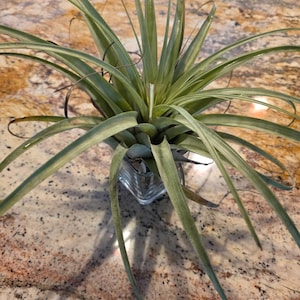 Air Plant - Etsy