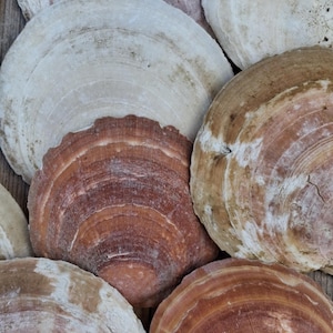 May include: A collection of large, round scallop shells featuring a variety of natural colors including shades of white, cream, tan, and deep reddish-brown. The shells exhibit concentric growth rings and textured, fan-shaped surfaces.