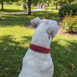 Può includere: Un cane bianco visto da dietro, che indossa un collare spesso intrecciato con file alternate di corda arancione brillante e blu scuro. Il cane è posizionato in un'area erbosa all'aperto con alberi e un sentiero visibili sullo sfondo.