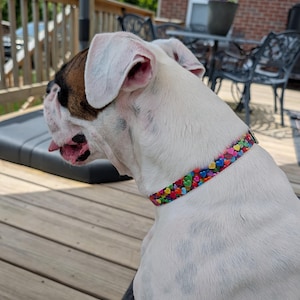 Può includere: Un collare per cani caratterizzato da un motivo ripetuto di piccoli cuori multicolori nelle tonalità rosso, arancione, giallo, verde, blu e viola. Il collare è indossato attorno al collo di un cane bianco con macchie marroni su testa e viso.
