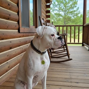Può includere: Un cane Boxer bianco con macchie scure sul mantello, che indossa un collare scuro a motivi geometrici con una medaglietta identificativa rotonda di colore verde lime brillante. Il cane è seduto di profilo, rivolto a destra, con naso nero e macchie oculari.
