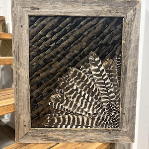 七面鳥の羽根のウォールアート、16x20、納屋の木製フレーム、野生の七面鳥の羽根