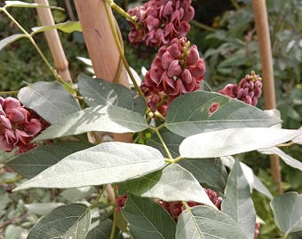 Glycine tubéreuse