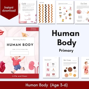 May include: A collection of educational printables for children aged 3-6, focusing on the human body. The materials include worksheets with illustrations of body parts, skin tones, and the heart. The title "Human Body Primary" is prominently displayed.