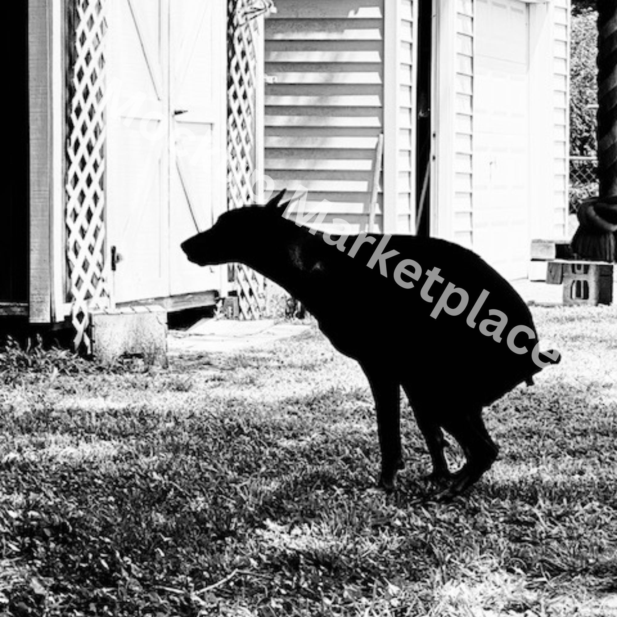 Funny Bathroom Dog Print, Wall Art for Bathroom, Set of Four Prints ...