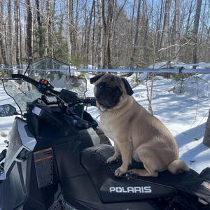 May include: A tan pug dog sits on the seat of a black and white snowmobile in a snowy forest. The snowmobile has a windshield and the brand name "POLARIS" is visible on the seat.