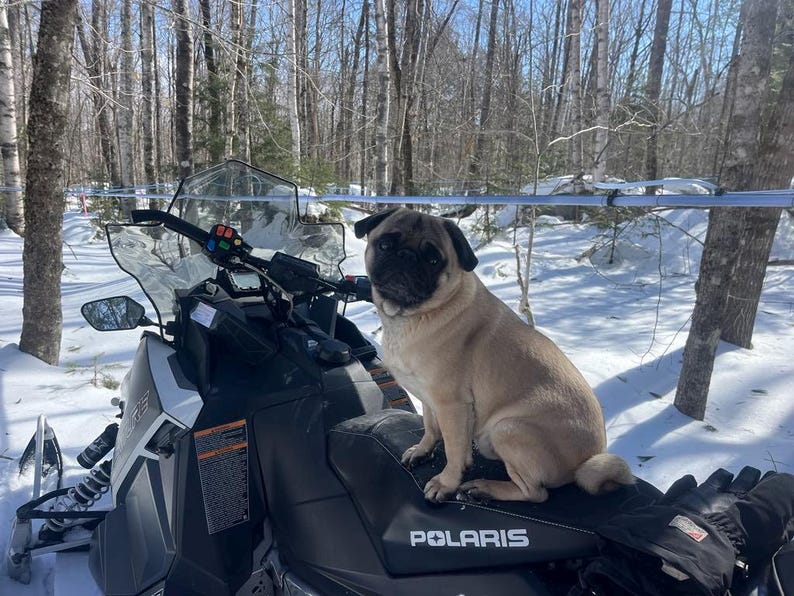 May include: A tan pug dog sits on the seat of a black and white snowmobile in a snowy forest. The snowmobile has a windshield and the brand name "POLARIS" is visible on the seat.