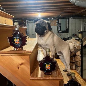 May include: A pug dog stands on wooden stairs with three bottles of maple syrup in leaf-shaped bottles. The bottles are labeled "Fisher's Sweetness".
