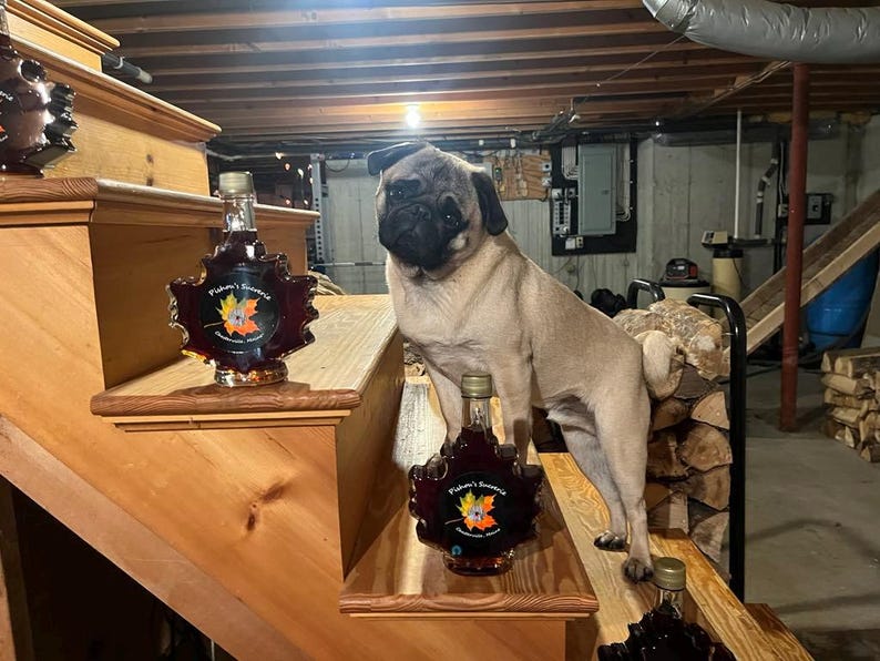 May include: A pug dog stands on wooden stairs with three bottles of maple syrup in leaf-shaped bottles. The bottles are labeled "Fisher's Sweetness".