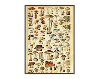 Vintage Pilz-Bestimmungsposter mit Holzrahmen | Botanische Wandkunst