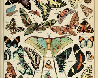 Poster vintage con stampa di farfalle e cornice in legno / Decorazione murale a tema entomologico
