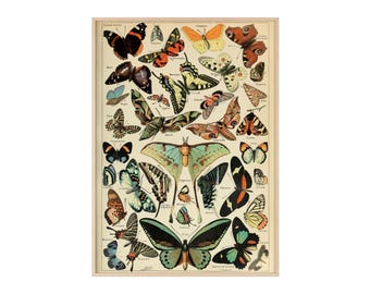 Vintage Butterfly Print Poster with Wooden Frame | Entomology Wall Art