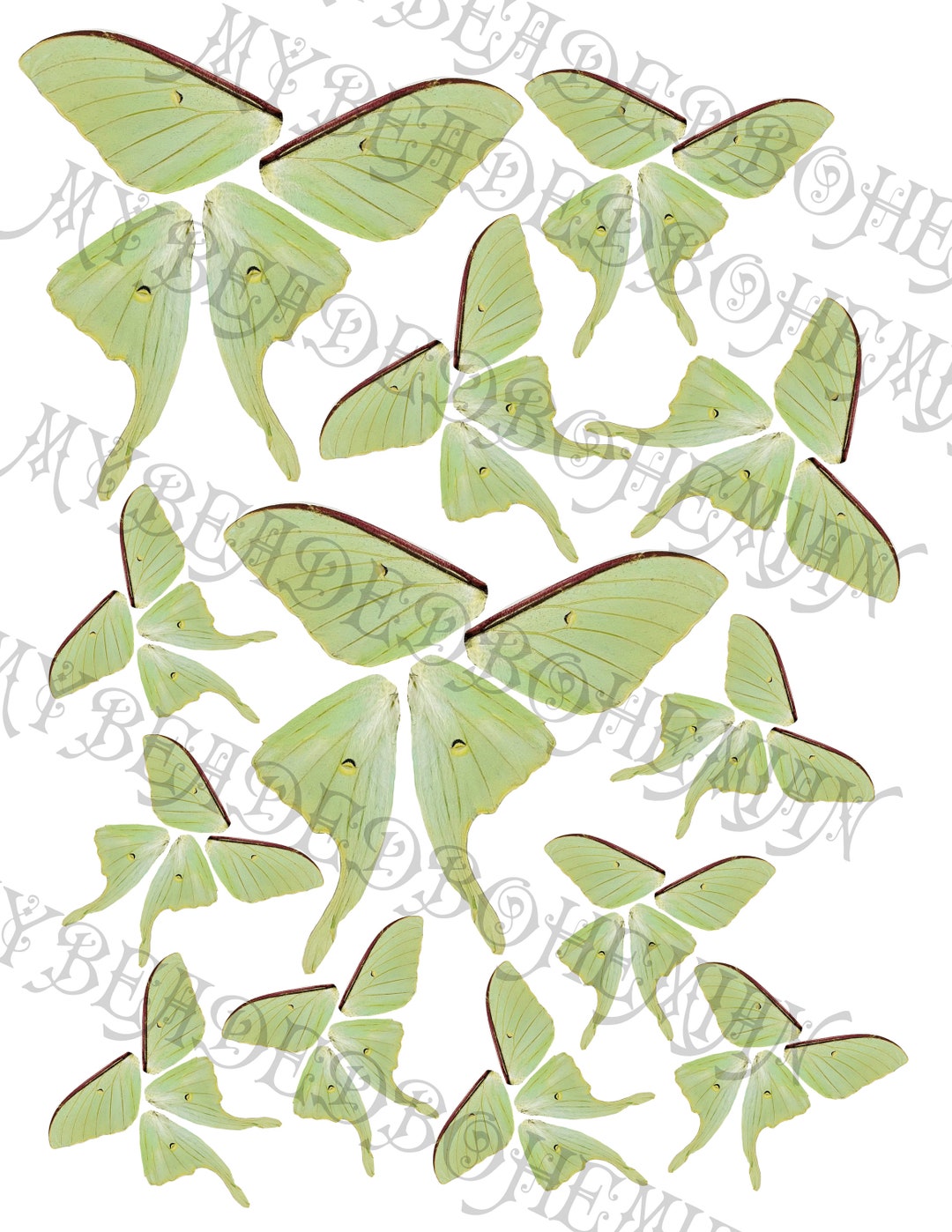 ダイヤモンドアートクラブ Luna Moth Witch Luna Moth Witch – Diamond Art Club