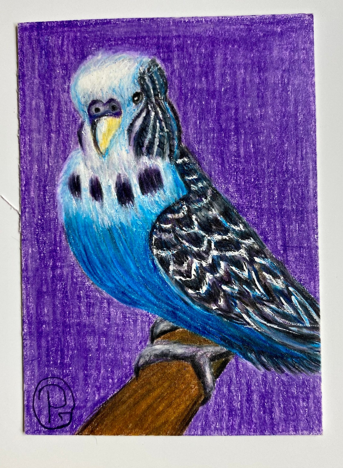 Original ACEO Parakeet Bird Pet Art 2.5 X 3.5 Color Pencil Etsy UK
