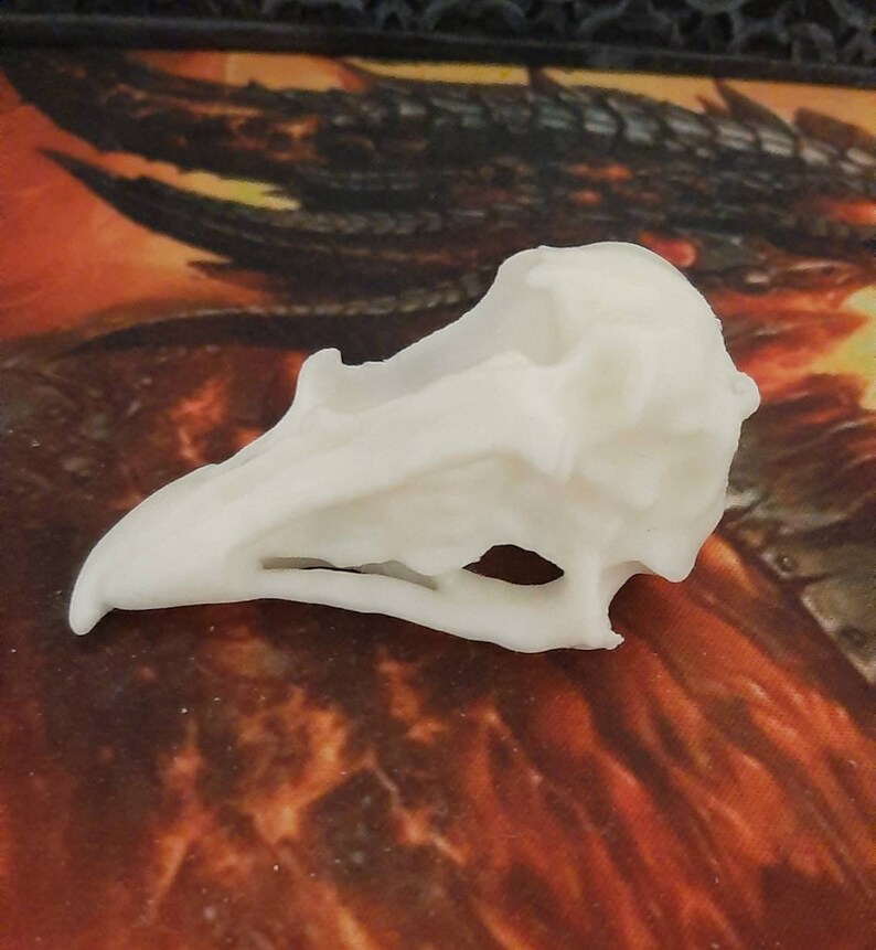 Osprey Skull 3d Printed Taxidermy - Etsy