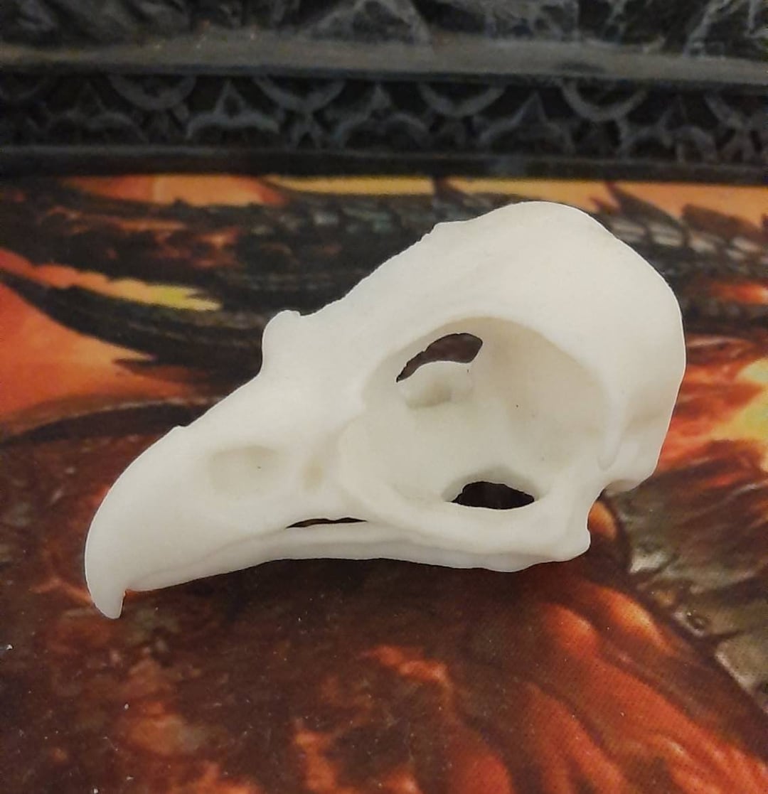 Osprey Skull 3d Printed Taxidermy - Etsy Australia