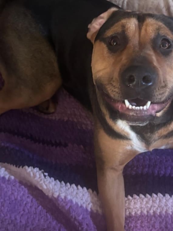 Handmade Plush Pet Blanket – Soft Chenille Purple Ombre Dog Blanket, Cozy Cat Blanket, Thick Warm Crochet Pet Bed Cover, Luxury Pet Gift