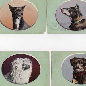 Lot of 5 Dogs real photo postcards, early 1900s